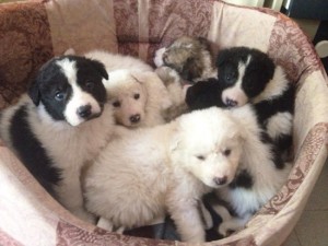 I cuccioli nel canile di Bagnaia