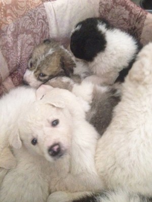 I cuccioli nel canile di Bagnaia