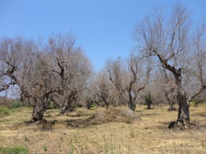 Regione e Unitus informano su Olivo e Xylella fasidiosa