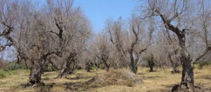 Regione e Unitus informano su Olivo e Xylella fasidiosa