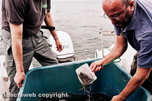 Ripopolamento del lago di Bolsena
