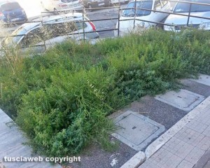 Tarquinia - Erba alta di fronte all'ambulatorio
