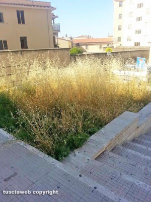 Tarquinia - Erba alta di fronte all'ambulatorio