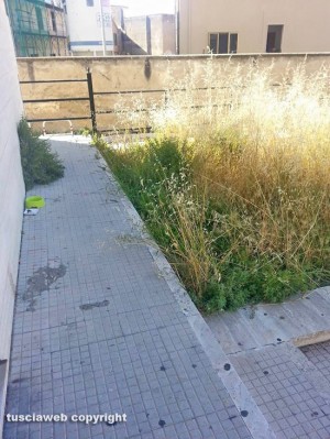 Tarquinia - Erba alta di fronte all'ambulatorio