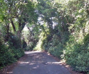Viterbo - Strada Riello sommersa dalla vegetazione