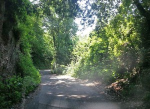 Viterbo - Strada Riello sommersa dalla vegetazione