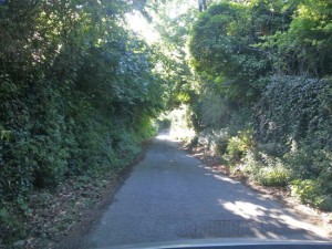 Viterbo - Strada Riello sommersa dalla vegetazione