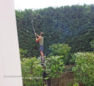 Viterbo - La siepe che divide la casa della signora dalla piscina 