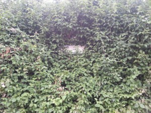 Viterbo - Strada Riello sommersa dalla vegetazione