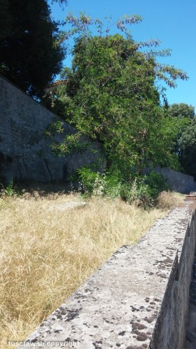Bagnaia - Erba alta a Villa Lante su via Zuccari