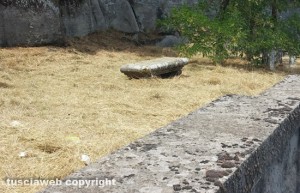 Bagnaia - Tagliata l'erba a ridosso di Villa Lante su via Zuccari