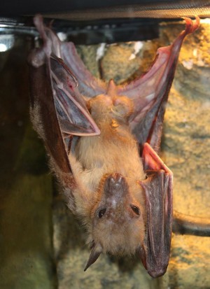Un pipistrello