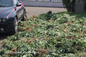 Le 500 piante di marijuana estirpate dai carabinieri a Vitorchiano