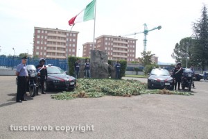 Le 500 piante di marijuana estirpate dai carabinieri a Vitorchiano