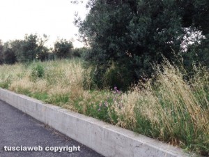Viterbo - L'erba alta in via Santa Maria dell'Elce