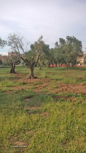 Viterbo - Il Parco delle querce a Santa Barbara