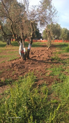 Viterbo - Il Parco delle querce a Santa Barbara