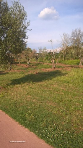 Viterbo - Il Parco delle querce a Santa Barbara