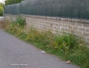 Viterbo - Erba alta in strada Crocifisso