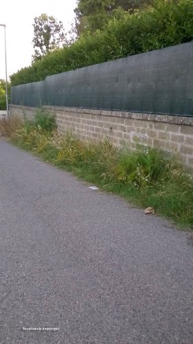 Viterbo - Erba alta in strada Crocifisso