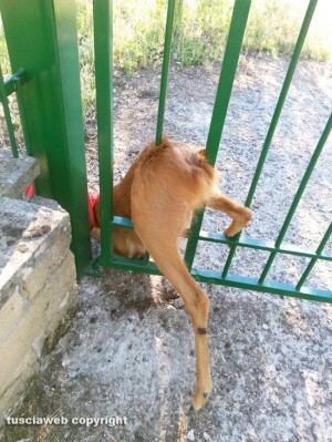 Soriano nel Cimino - Località Pian di Ciliano - Un capriolo incastrato nel cancello