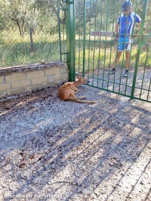 Soriano nel Cimino - Località Pian di Ciliano - Un capriolo incastrato nel cancello
