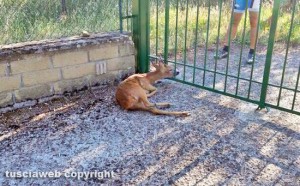 Soriano nel Cimino - Località Pian di Ciliano - Un capriolo incastrato nel cancello