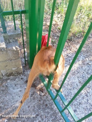 Soriano nel Cimino - Località Pian di Ciliano - Un capriolo incastrato nel cancello