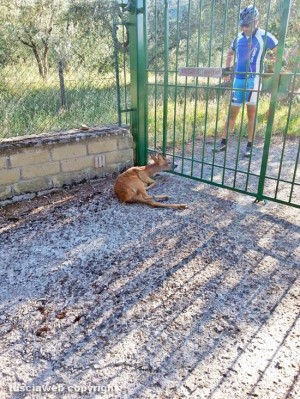 Soriano nel Cimino - Località Pian di Ciliano - Un capriolo incastrato nel cancello