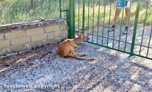 Soriano nel Cimino - Località Pian di Ciliano - Un capriolo incastrato nel cancello