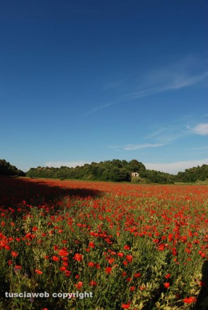 Viterbo - Castel D'Asso 