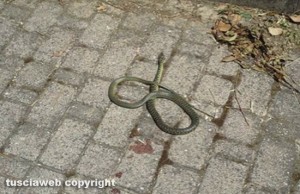Viterbo - Santa Barbara - Un serpente
