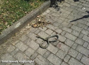 Viterbo - Santa Barbara - Un serpente