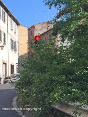 Bagnaia - Il semaforo della ferrovia quasi del tutto coperto dalla vegetazione