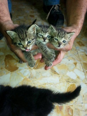 Gattini