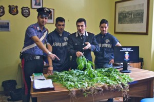 La cannabis sequestrata dai carabinieri