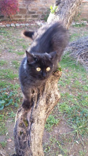 Priscilla