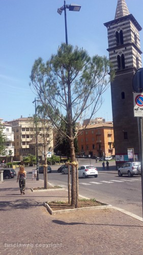 Pini in via Ascenzi