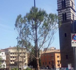 Pini in via Ascenzi