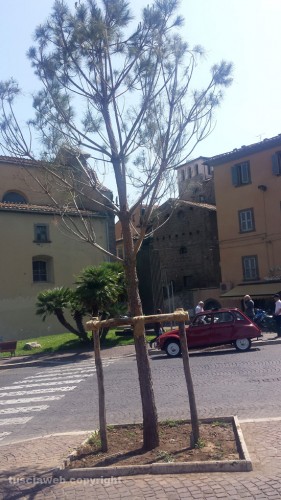 Pini in via Ascenzi