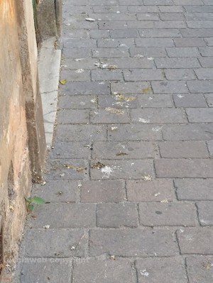Viterbo - Degrado e sporco in via Maria Ss Liberatrice