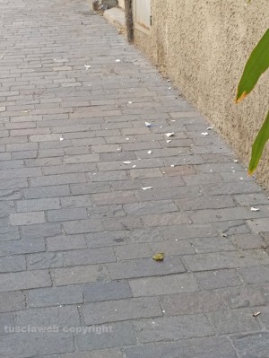Viterbo - Degrado e sporco in via Maria Ss Liberatrice