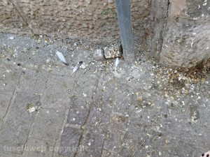 Viterbo - Degrado e sporco in via Maria Ss Liberatrice
