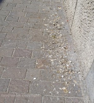 Viterbo - Degrado e sporco in via Maria Ss Liberatrice