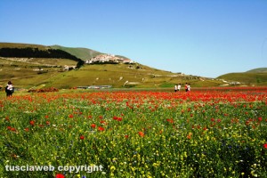 Castelluccio - La fioritura della lenticchia