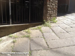 Viterbo - Erbacce in via della Morra