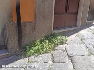 Viterbo - Erbacce in via della Morra