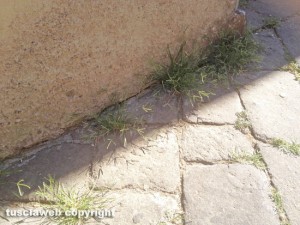 Viterbo - Erbacce in via della Morra