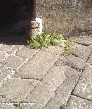 Viterbo - Erbacce tra via della Morra e via Orioli