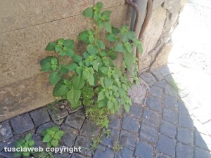 Viterbo - Erbacce in via della Casaccia